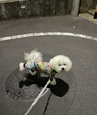 ビションフリーゼ　おもち  夜おやつ生クリーム IMG_3346-320x380