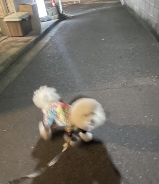 ビションフリーゼ　おもち  夜おやつ生クリーム IMG_3347-329x380