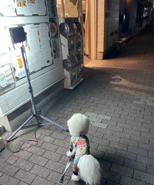 ビションフリーゼ　おもち  夜おやつ生クリーム IMG_3348-316x380