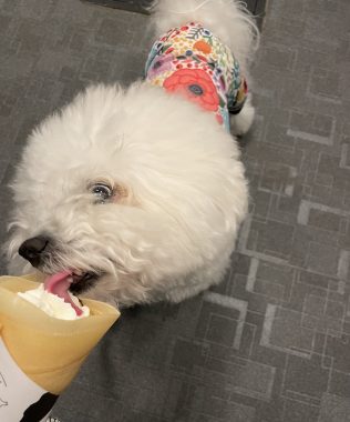 ビションフリーゼ　おもち  夜おやつ生クリーム IMG_3352-316x380