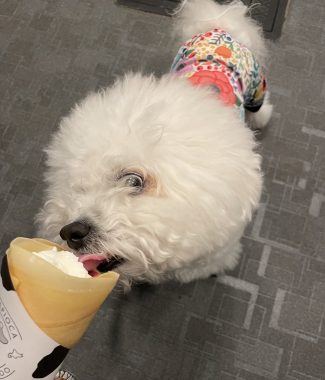 ビションフリーゼ　おもち  夜おやつ生クリーム IMG_3353-325x380