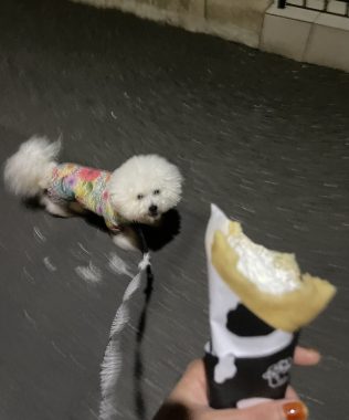 ビションフリーゼ　おもち  夜おやつ生クリーム IMG_3357-316x380