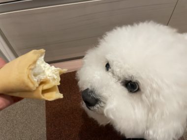 ビションフリーゼ　おもち  夜おやつ生クリーム IMG_3359-380x285