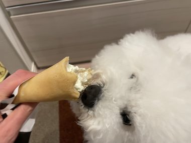 ビションフリーゼ　おもち  夜おやつ生クリーム IMG_3360-380x285