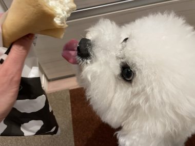 ビションフリーゼ　おもち  夜おやつ生クリーム IMG_3361-380x285