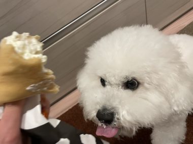ビションフリーゼ　おもち  夜おやつ生クリーム IMG_3363-380x285