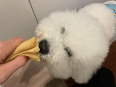ビションフリーゼ　おもち  夜おやつ生クリーム IMG_3364-380x285