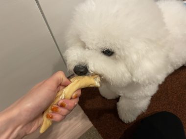 ビションフリーゼ　おもち  夜おやつ生クリーム IMG_3365-380x285