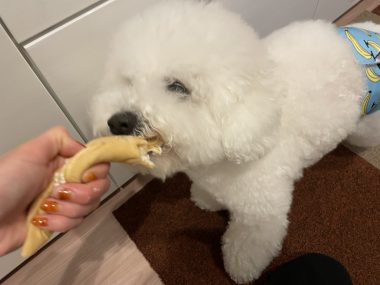 ビションフリーゼ　おもち  夜おやつ生クリーム IMG_3366-380x285