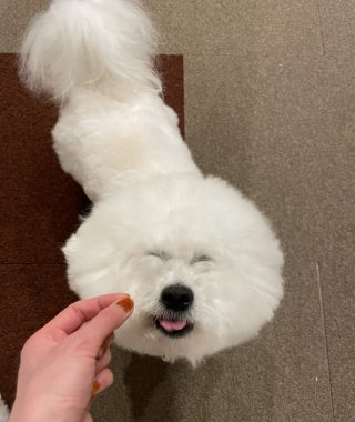 ビションフリーゼ　おもち  夜おやつ生クリーム IMG_3367-320x380