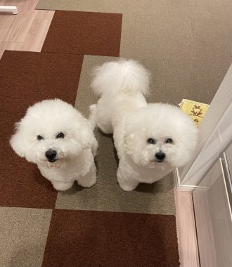 ビションフリーゼ　おもち  夜おやつ生クリーム IMG_3368-1-330x380