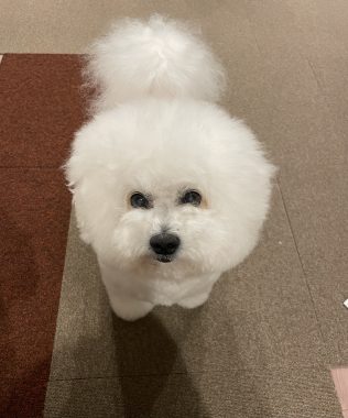ビションフリーゼ　おもち  夜おやつ生クリーム IMG_3370-316x380
