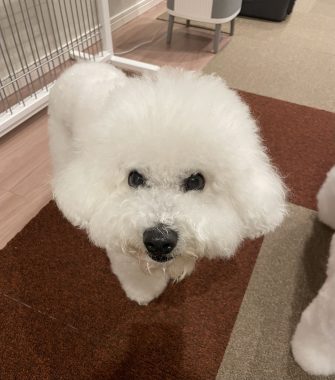 ビションフリーゼ　おもち  夜おやつ生クリーム IMG_3371-335x380