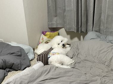 ビションフリーゼ　おもち  おもちふくらむ 5月14日(木曜) IMG_3377-380x285