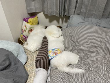 ビションフリーゼ　おもち  おもちふくらむ 5月14日(木曜) IMG_3378-380x285