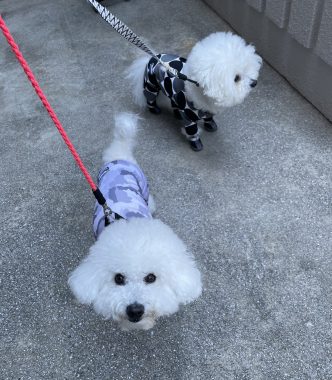 ビションフリーゼ　おもち  おもちふくらむ 5月14日(木曜) IMG_3380-332x380