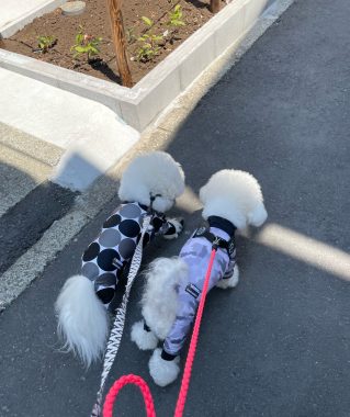 ビションフリーゼ　おもち  おもちふくらむ 5月14日(木曜) IMG_3383-319x380