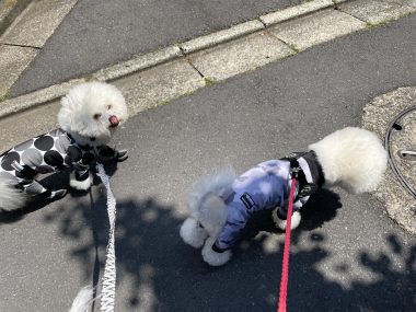 ビションフリーゼ　おもち  おもちふくらむ 5月14日(木曜) IMG_3386-380x285