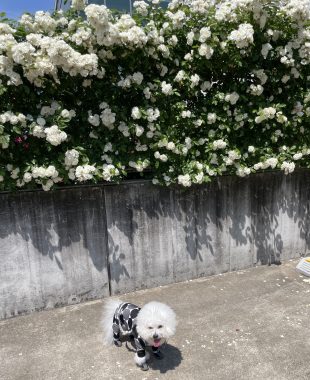 ビションフリーゼ　おもち  おもちふくらむ 5月14日(木曜) IMG_3389-310x380