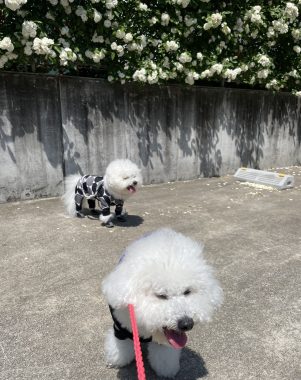 ビションフリーゼ　おもち  おもちふくらむ 5月14日(木曜) IMG_3391-301x380