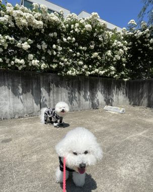 ビションフリーゼ　おもち  おもちふくらむ 5月14日(木曜) IMG_3392-303x380