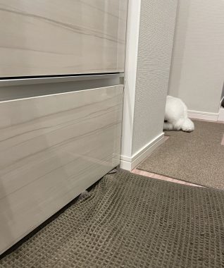 ビションフリーゼ　おもち  おもちふくらむ 5月14日(木曜) IMG_3399-318x380