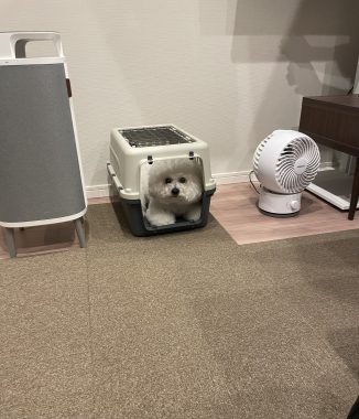 ビションフリーゼ　おもち 自分の事ですが  奥歯が割れちゃった（私です） IMG_3409-326x380