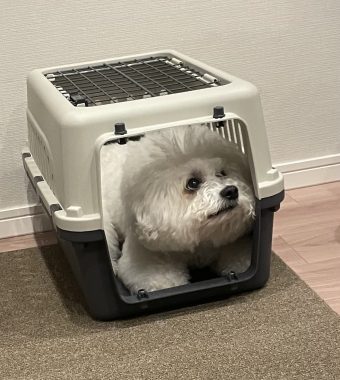 ビションフリーゼ　おもち 自分の事ですが  奥歯が割れちゃった（私です） IMG_3410-340x380