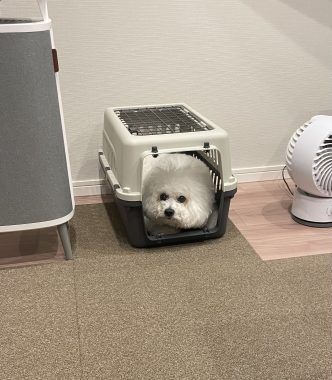 ビションフリーゼ　おもち 自分の事ですが  奥歯が割れちゃった（私です） IMG_3411-332x380