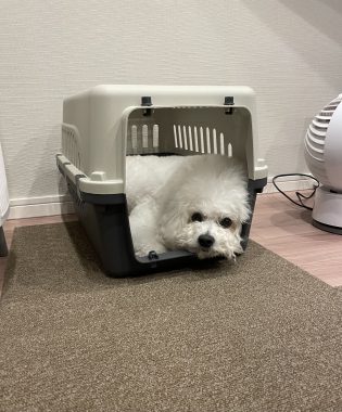 ビションフリーゼ　おもち 自分の事ですが  奥歯が割れちゃった（私です） IMG_3412-315x380