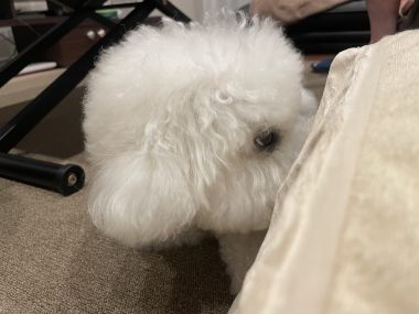 ビションフリーゼ　おもち 自分の事ですが  奥歯が割れちゃった（私です） IMG_3416-380x285