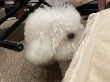 ビションフリーゼ　おもち 自分の事ですが  奥歯が割れちゃった（私です） IMG_3417-380x285