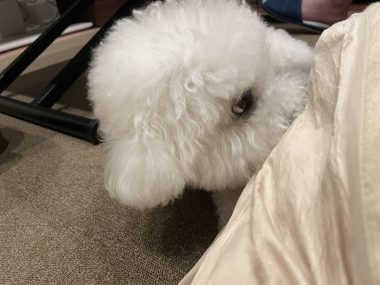 ビションフリーゼ　おもち 自分の事ですが  奥歯が割れちゃった（私です） IMG_3418-380x285