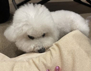 ビションフリーゼ　おもち 自分の事ですが  奥歯が割れちゃった（私です） IMG_3419-380x296