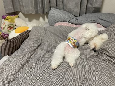 ビションフリーゼ　おもち 自分の事ですが  奥歯が割れちゃった（私です） IMG_3420-380x285