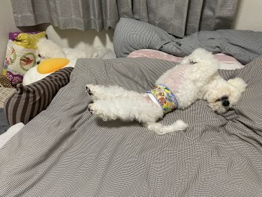 ビションフリーゼ　おもち 自分の事ですが  奥歯が割れちゃった（私です） IMG_3421-380x285
