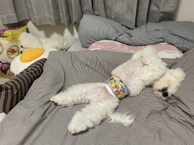 ビションフリーゼ　おもち 自分の事ですが  奥歯が割れちゃった（私です） IMG_3422-380x285