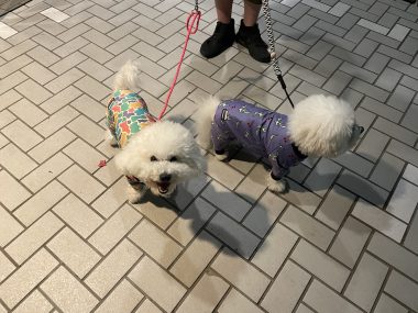 ビションフリーゼ おもち 自分の事ですが 梅屋敷の喫茶店とおすし IMG_3435-380x285 ビションフリーゼ おもち 自分の事ですが 梅屋敷の喫茶店とおすし IMG_3435-380x285