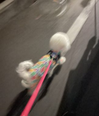 ビションフリーゼ おもち 自分の事ですが 梅屋敷の喫茶店とおすし IMG_3437-325x380 ビションフリーゼ おもち 自分の事ですが 梅屋敷の喫茶店とおすし IMG_3437-325x380
