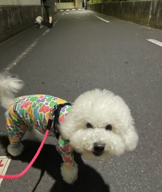 ビションフリーゼ おもち 自分の事ですが 梅屋敷の喫茶店とおすし IMG_3440-321x380 ビションフリーゼ おもち 自分の事ですが 梅屋敷の喫茶店とおすし IMG_3440-321x380