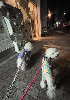 ビションフリーゼ おもち 自分の事ですが 梅屋敷の喫茶店とおすし IMG_3442-267x380 ビションフリーゼ おもち 自分の事ですが 梅屋敷の喫茶店とおすし IMG_3442-267x380