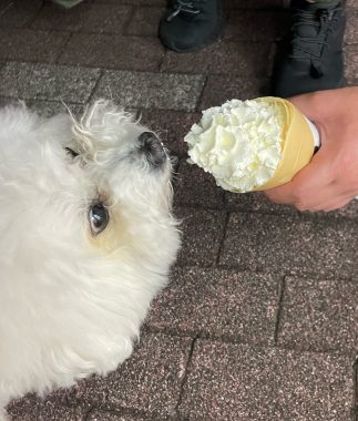 ビションフリーゼ おもち 自分の事ですが 梅屋敷の喫茶店とおすし IMG_3445-323x380 ビションフリーゼ おもち 自分の事ですが 梅屋敷の喫茶店とおすし IMG_3445-323x380