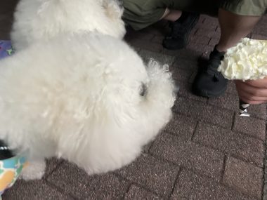 ビションフリーゼ おもち 自分の事ですが 梅屋敷の喫茶店とおすし IMG_3446-380x285 ビションフリーゼ おもち 自分の事ですが 梅屋敷の喫茶店とおすし IMG_3446-380x285