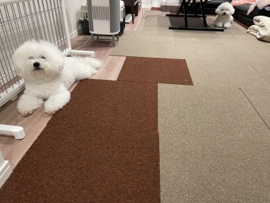 ビションフリーゼ おもち 自分の事ですが 梅屋敷の喫茶店とおすし IMG_3447-380x285 ビションフリーゼ おもち 自分の事ですが 梅屋敷の喫茶店とおすし IMG_3447-380x285