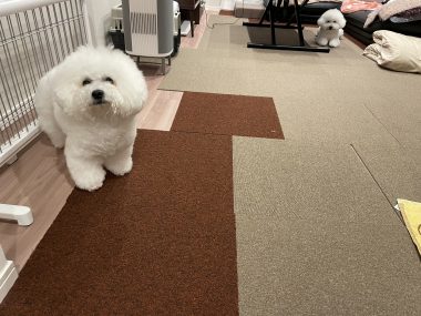 ビションフリーゼ おもち 自分の事ですが 梅屋敷の喫茶店とおすし IMG_3448-380x285 ビションフリーゼ おもち 自分の事ですが 梅屋敷の喫茶店とおすし IMG_3448-380x285