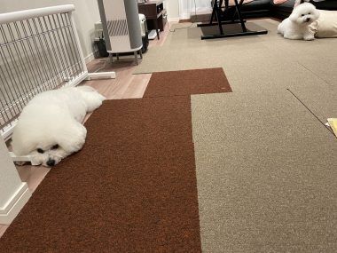 ビションフリーゼ おもち 自分の事ですが 梅屋敷の喫茶店とおすし IMG_3449-380x285 ビションフリーゼ おもち 自分の事ですが 梅屋敷の喫茶店とおすし IMG_3449-380x285