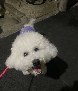 ビションフリーゼ　おもち  ふくらむちゃんはいつだって一生懸命 IMG_3467-328x380