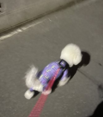 ビションフリーゼ　おもち  ふくらむちゃんはいつだって一生懸命 IMG_3468-332x380