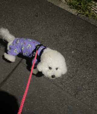 ビションフリーゼ　おもち  ふくらむちゃんはいつだって一生懸命 IMG_3470-321x380