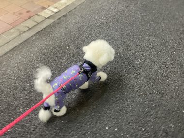 ビションフリーゼ　おもち  ふくらむちゃんはいつだって一生懸命 IMG_3472-380x285